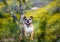 English bulldog in the AZ desert wildflowers