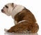 English bulldog from the backside