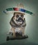 English Bulldog Bandito Portrait large sombrero