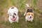 English Bulldog and Beagle dog