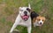 English bulldog and beagle dog