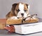 English Bulldog and book