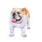 English bulldog, British bulldog breed dog watercolor closeup portrait of white and red canine isolated on white