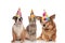 English bulldog, british fold and metis dog wearing birthday hat