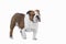 English Bulldog british white red color adult stands on a white background