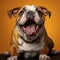 English Bulldog captured against an orange backdrop, embodying the breed's history as a resilient and beloved