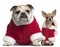 English Bulldog and Chihuahua in Santa outfits