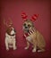 English Bulldog in Christmas Antlers