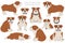 English bulldog clipart. Different poses, coat colors set