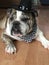 English Bulldog in Cowboy Hat and Bandanna