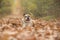 English bulldog dog lying down in a lane covered by autumn leaves