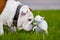 English bulldog dog meets kitten