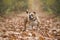 English bulldog dog standing in a lane covered by autumn leaves