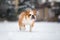 English bulldog dog walking on snow