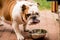 The english bulldog drinking water at the park.