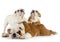 English bulldog family