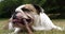 English Bulldog, Female Playing with a Stick on the Lawn, Normandy,