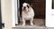English Bulldog, Female waiting at the Door of the House, Normandy,