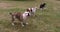 English Bulldog Females and Border Collie Male standing on the Lawn, Normandy, Slow Motion