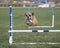 English Bulldog going over agility jump