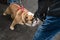 English Bulldog with his tongue out being greeted by a man reaching down with leather gloves.