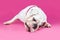 English Bulldog Licking Floor - Pink Background