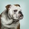 English Bulldog looking at camera, against green background