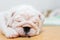 English bulldog lying on color background. Close-up photo.white