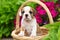 English Bulldog Mix Puppy Sitting in Basket in Flowerbed