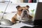 English Bulldog in the office