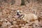 English bulldog outdoors lying down between autumn leaves