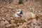 English bulldog outdoors seen from the side looking up lying down between autumn leaves
