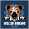 English Bulldog - Peeking Dogs - breed face head isolated on blue