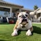 English bulldog playing on artificial turf