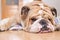 English Bulldog portrait