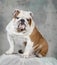 English bulldog portrait