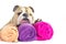 English Bulldog portrait with towels