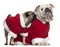 English bulldog and Pug wearing Santa outfits