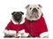 English bulldog and Pug wearing Santa outfits