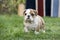 English Bulldog Puppies backyard playing young dogs