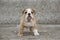 English Bulldog Puppies backyard playing young dogs