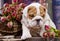 English bulldog puppy and flowers