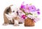 English Bulldog puppy and flowers