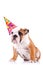 English bulldog puppy with a party hat