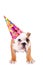 English bulldog puppy with a party hat