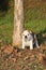 English bulldog puppy purebred dog  on the grass in the park