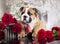 English bulldog puppy and red roses