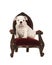 English bulldog puppy sitting in a antique baroque chair looking at the camer