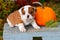 English Bulldog puppy sitting on garden bench with pumpkin