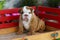 English Bulldog puppy sitting on wagon